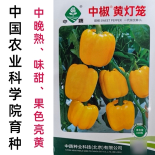彩椒种子黄色甜椒种子中椒黄灯笼辣椒黄皮柿子椒方椒种子籽孑春秋