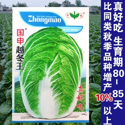 越冬高产耐贮存大白菜种籽