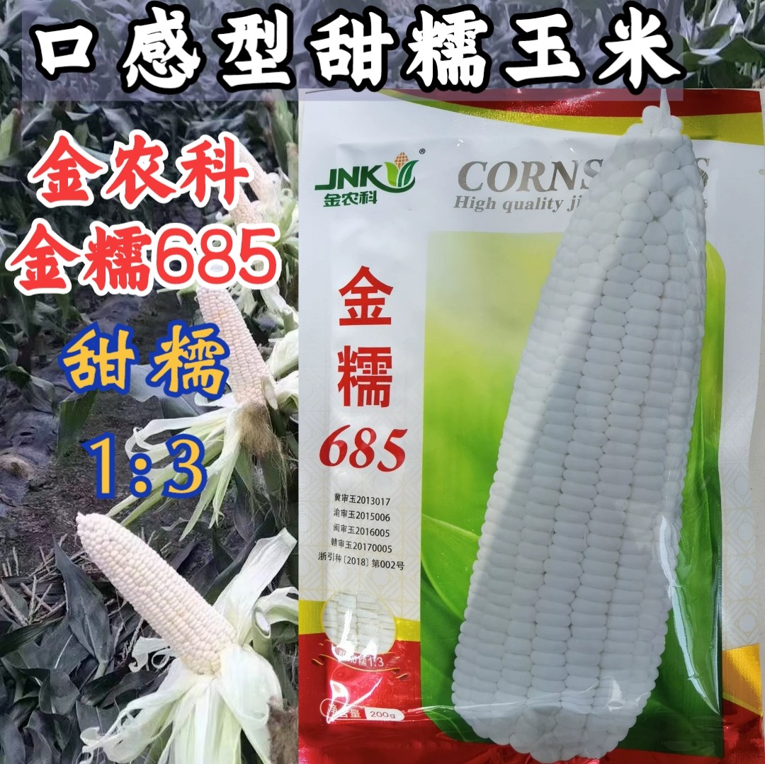 金糯685糯玉米种子 早熟金农科大棒甜加糯1比3糯粘甜玉米种子四季