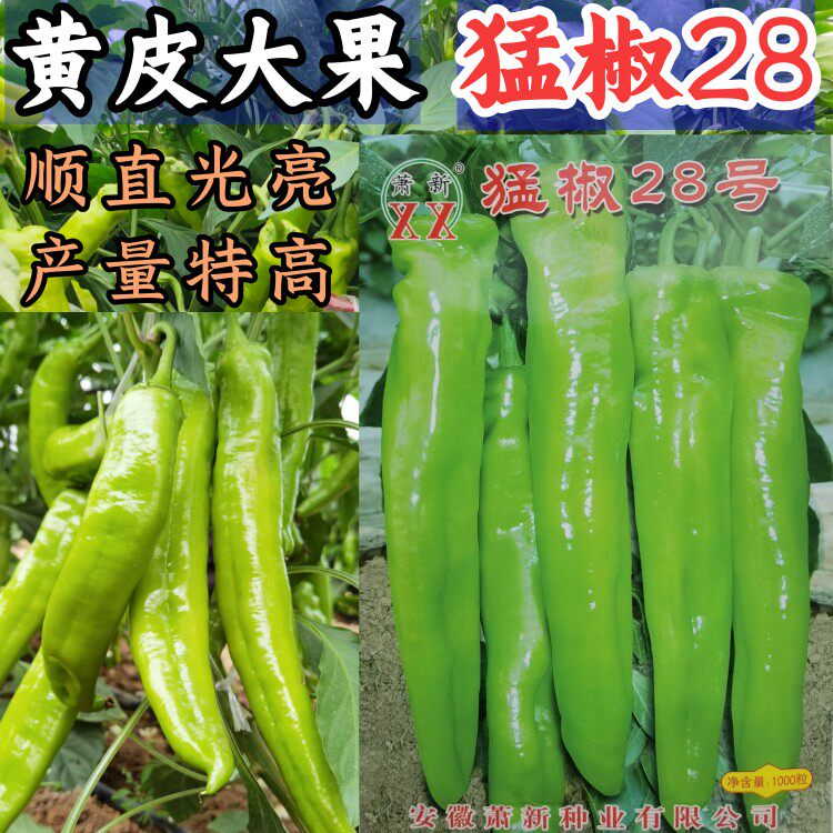 特大果黄绿皮尖椒种子羊角椒高产