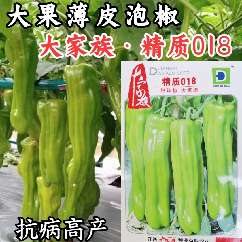 大家族精质018薄皮泡椒种子 黄皮大果薄皮椒辣椒种子微辣抗病高产