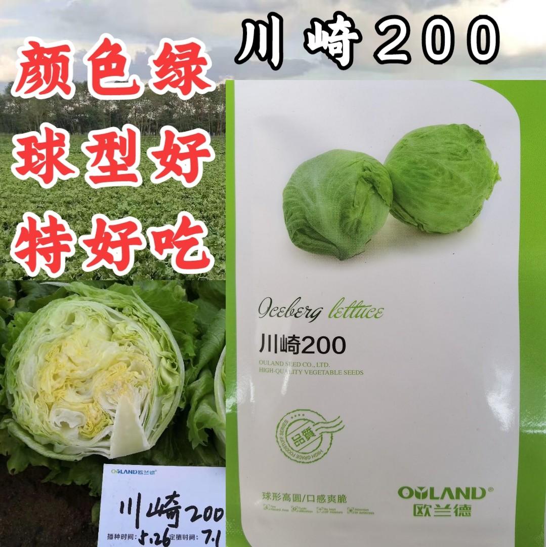 川崎200结球生菜种子欧兰德圆球型绿叶口感脆嫩鲜食结球生菜种籽
