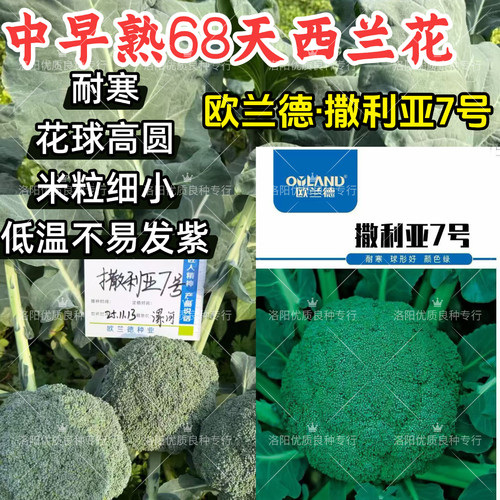 撒利亚7号西兰花种子早熟耐寒68天小米粒不易发紫秋播青花菜种子