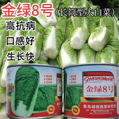 北京三号超高产抗病大白菜