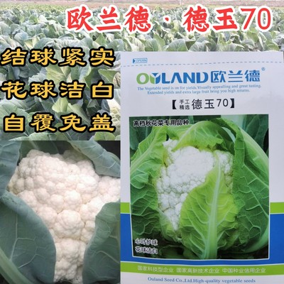 免盖德玉70花菜种子中早熟紧花实