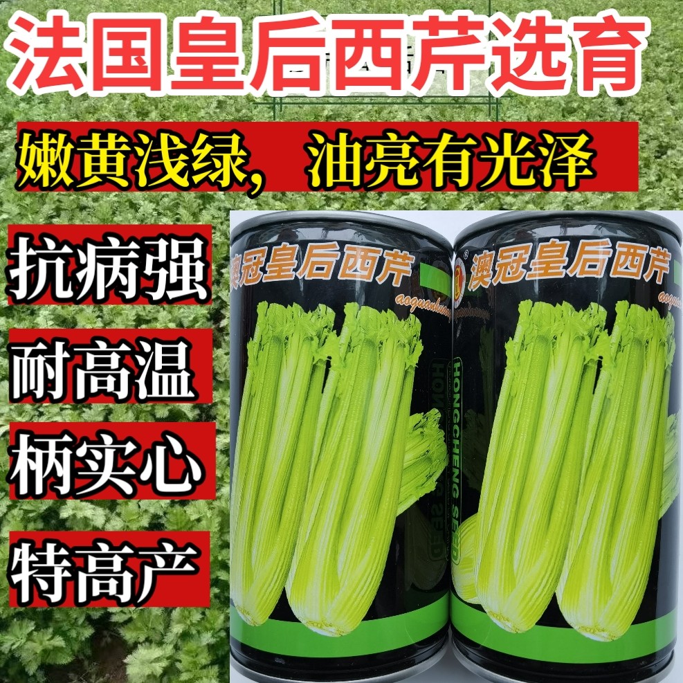 法国皇后西芹黄绿油亮耐热夏季