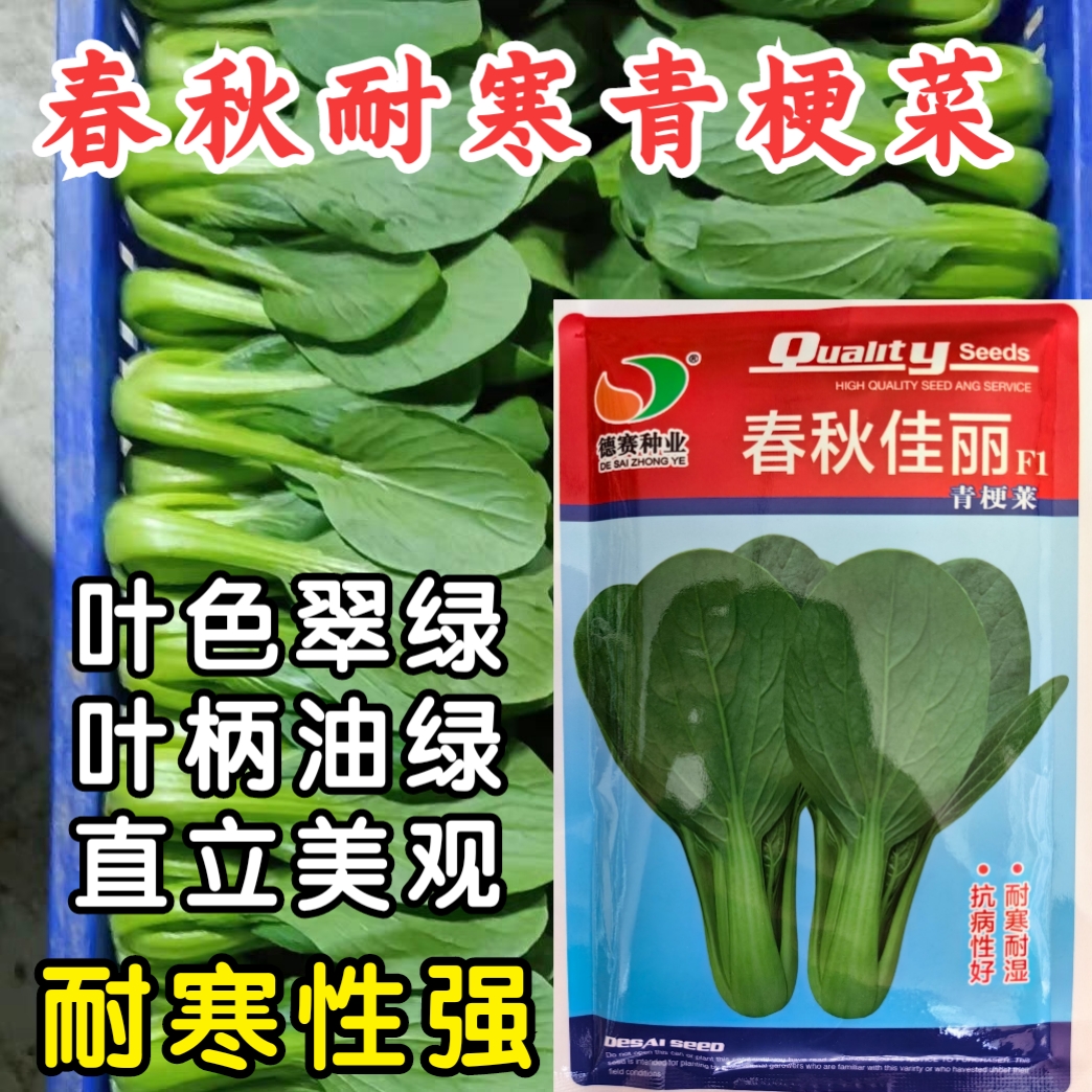 春秋佳丽耐寒青梗菜种子耐低温绿叶越冬小油菜上海青蔬菜种子籽孑