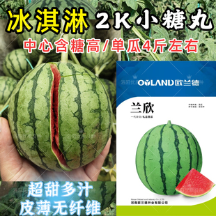 2K小糖丸西瓜种子兰欣冰淇淋超甜脆薄皮礼品西瓜小麒麟西瓜种子籽