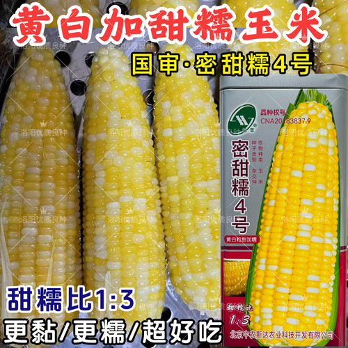 密甜糯4号黄白糯玉米种子超黏粘糯甜白黄糯大棒玉米种子籽春夏秋