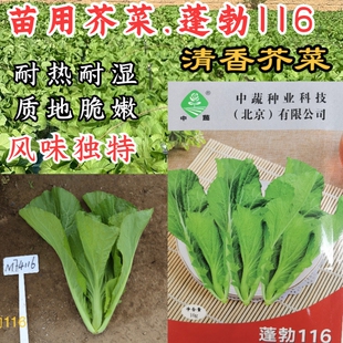 清香芥菜种子 蓬勃116苗用芥菜耐湿热阳台盆栽四季青菜蔬菜种子籽