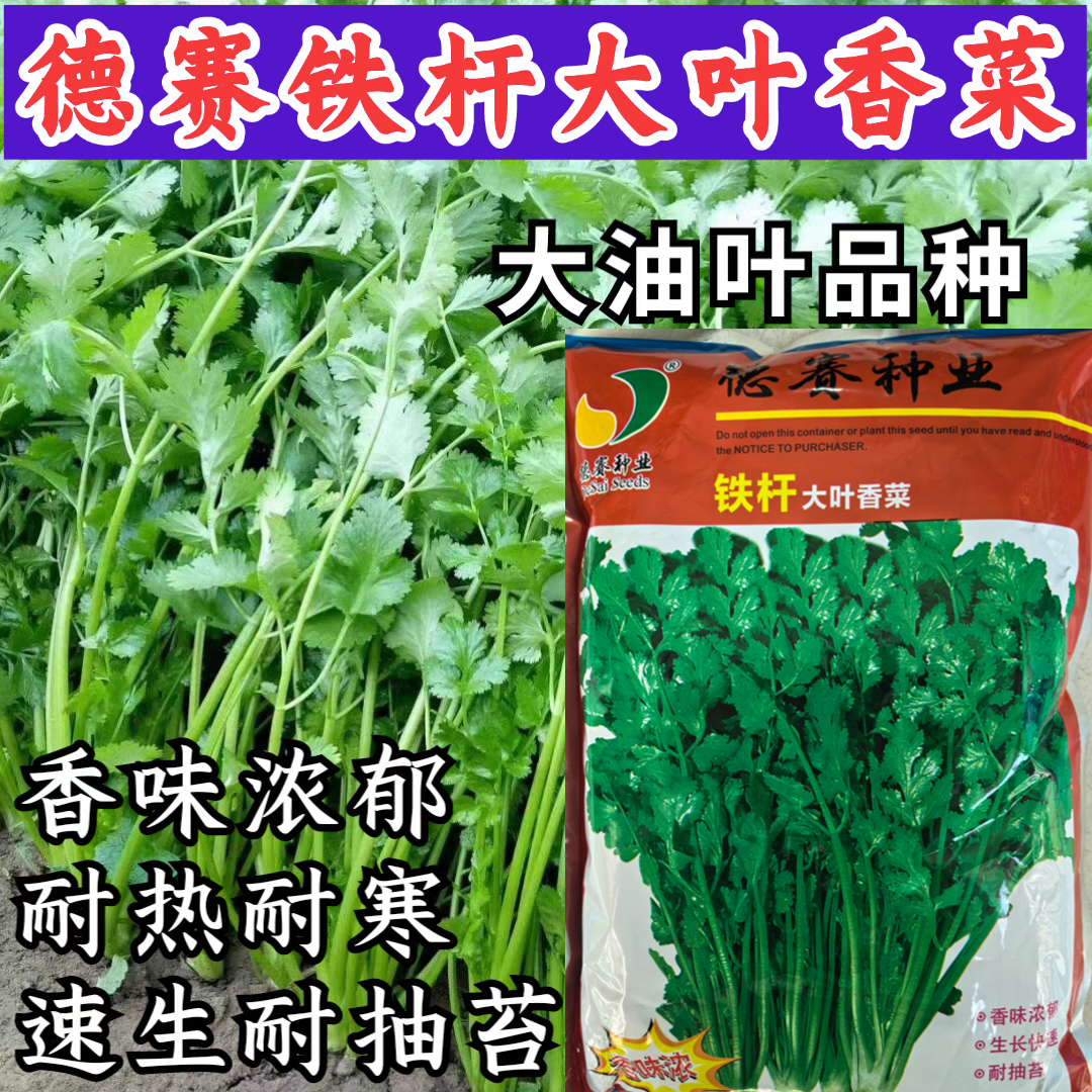 进口意大利耐高温香菜耐寒蔬菜