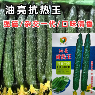 油亮抗热王黄瓜种子耐高温油亮短把密刺高产抗病春秋播种黄瓜种籽