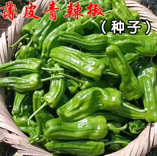 薄皮辣椒种子大果春季苏椒灯笼泡辣椒籽大虎皮椒春季四季蔬菜种籽