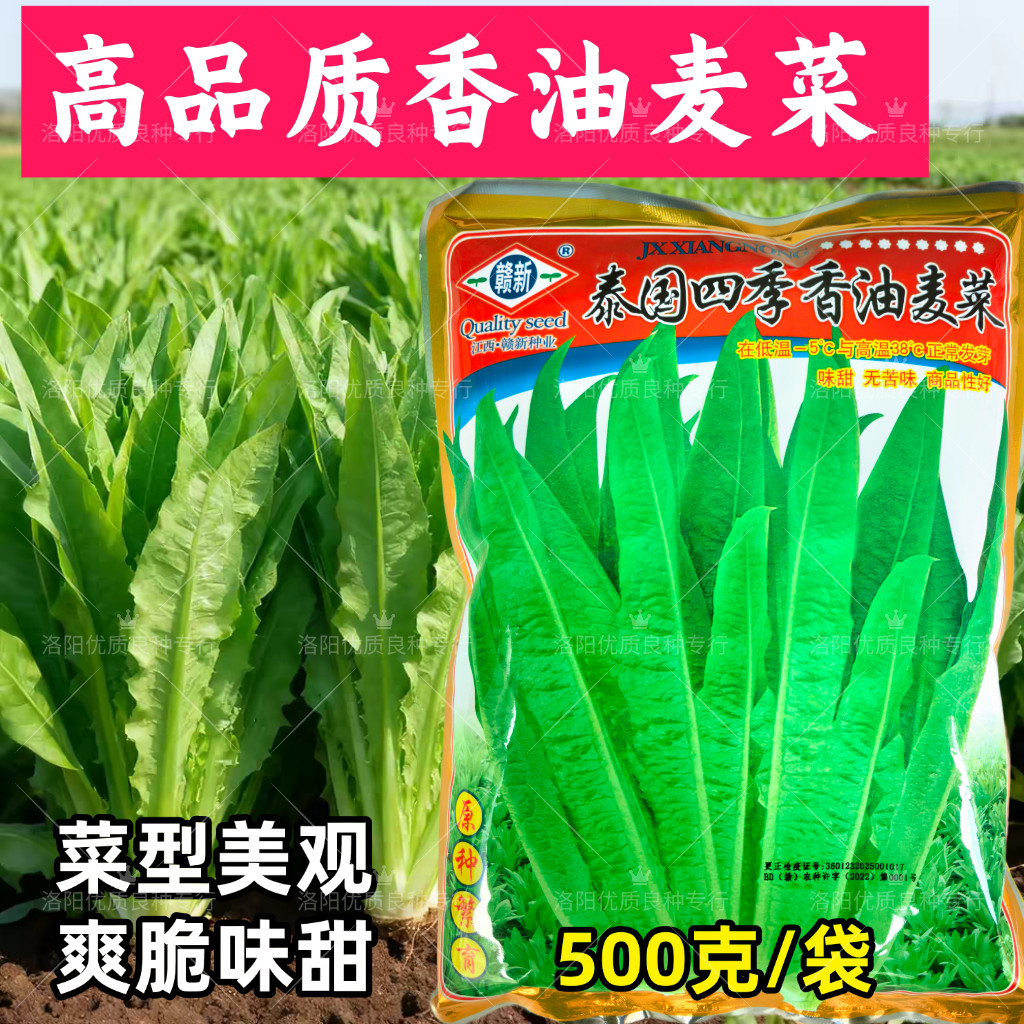 泰国四季油麦菜种子大棵甜脆耐热耐寒高产春夏秋播种油麦菜种子籽