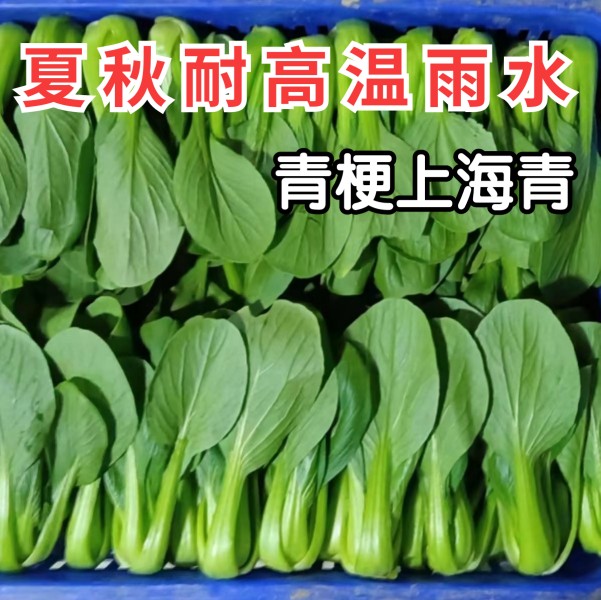 上海青菜种子夏季耐热抗热耐高温青梗菜油菜四季阳台蔬菜种子籽节 鲜花速递/花卉仿真/绿植园艺 家庭园艺种子 原图主图