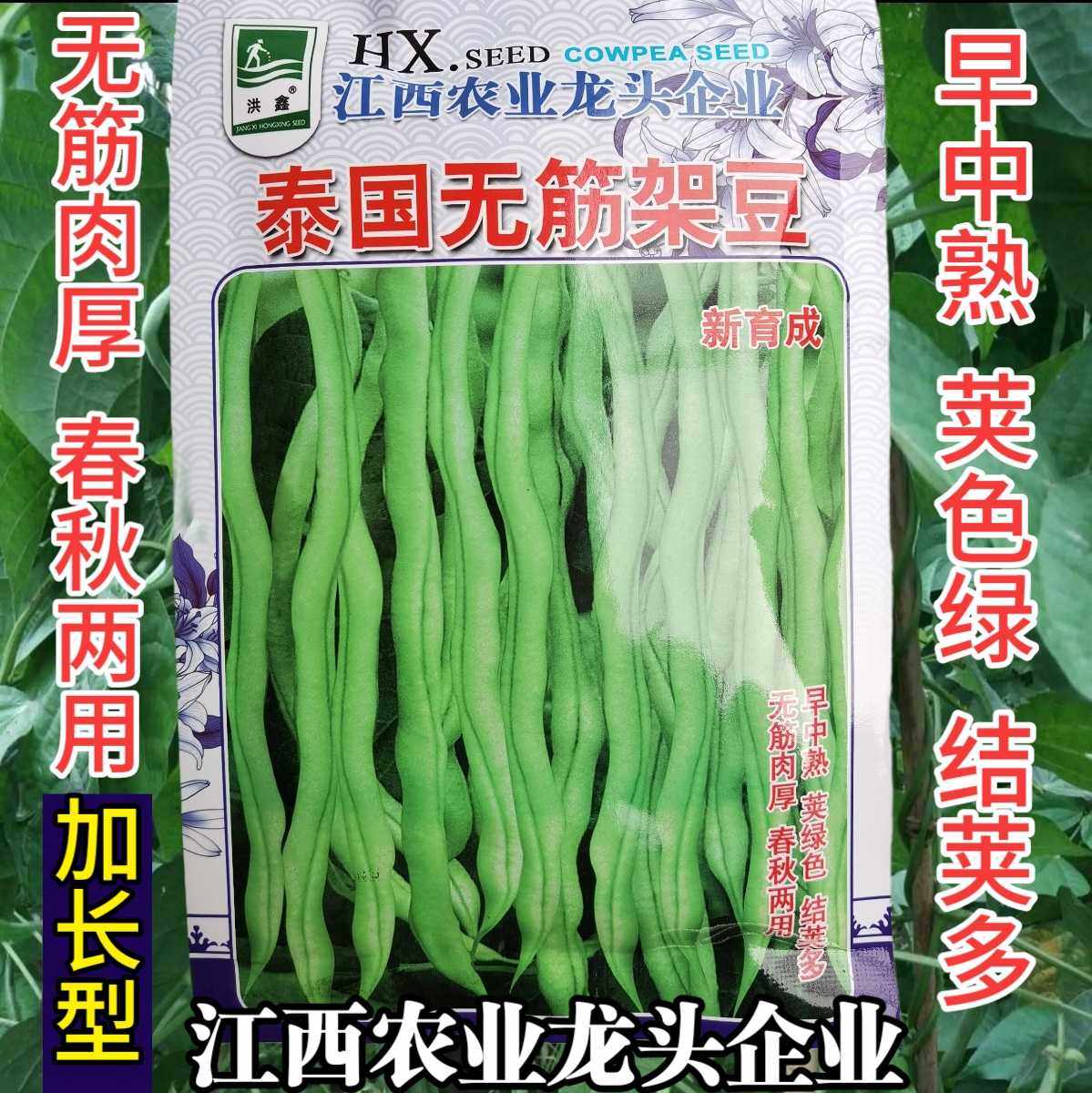 泰国无筋架豆王种子 无筋豆角架豆种子 四季豆芸豆豆角种子籽春秋