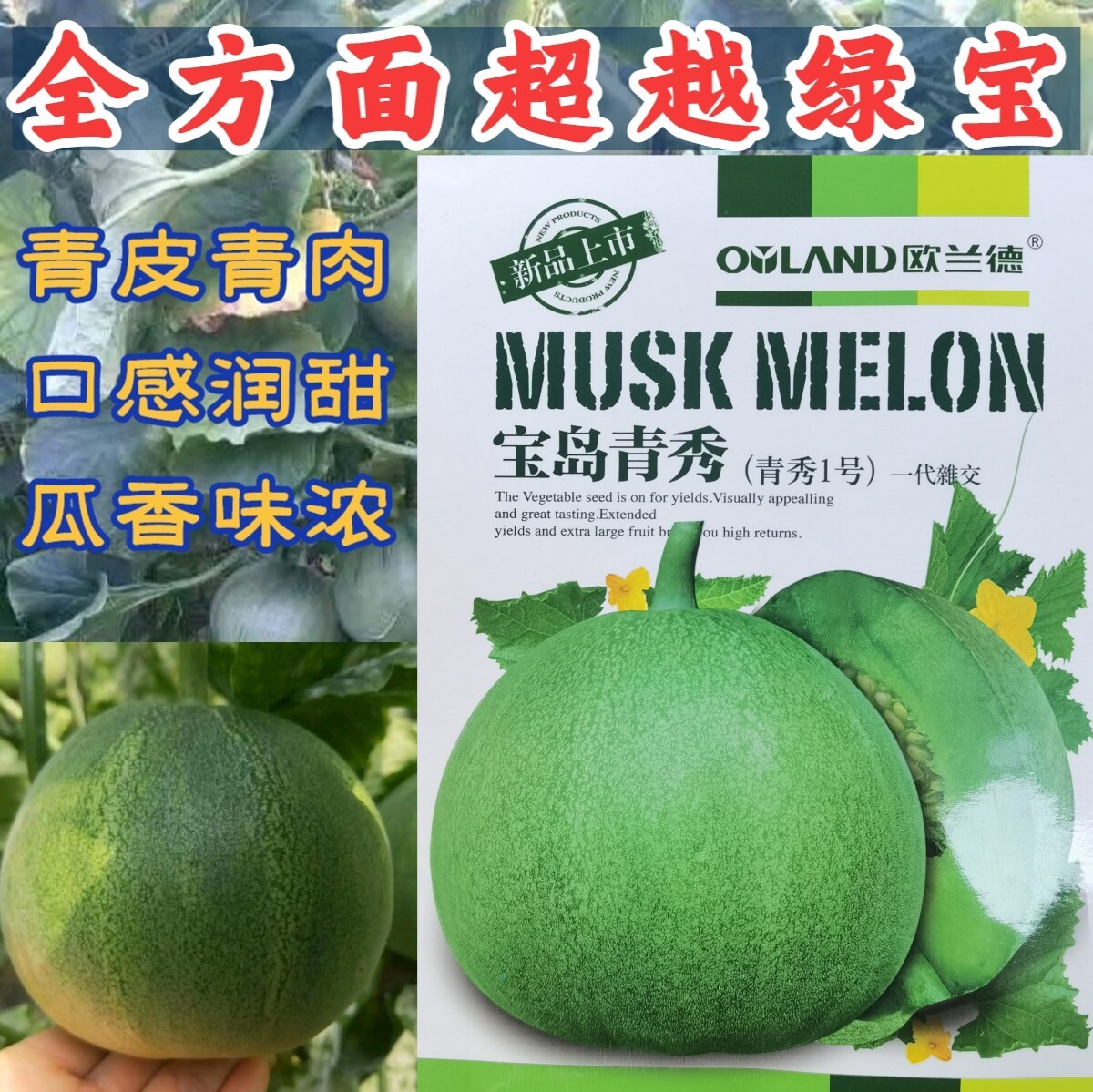 绿皮绿肉绿宝甜瓜香瓜宝岛青秀