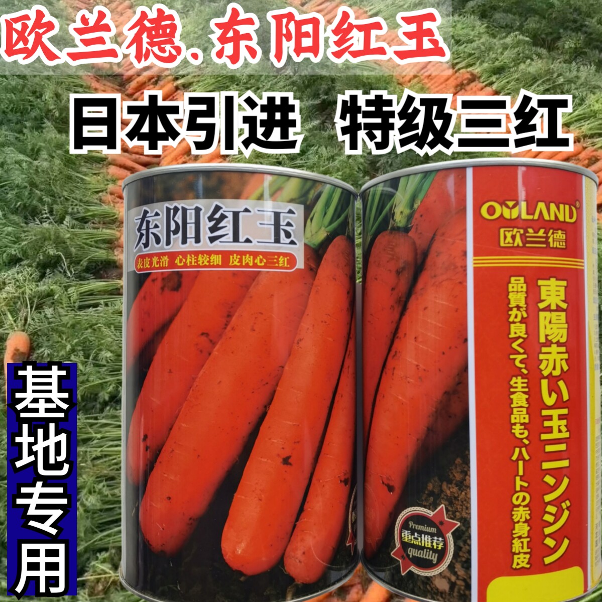 欧兰德东阳红玉胡萝卜种子 日本引进三红萝卜水果甜脆蔬菜种子籽