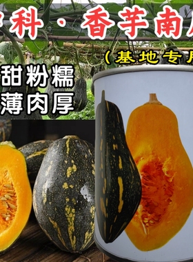 中科香芋南瓜种子粉糯香甜皮薄蜜本南瓜爬地搭架四季蔬菜种子籽孑