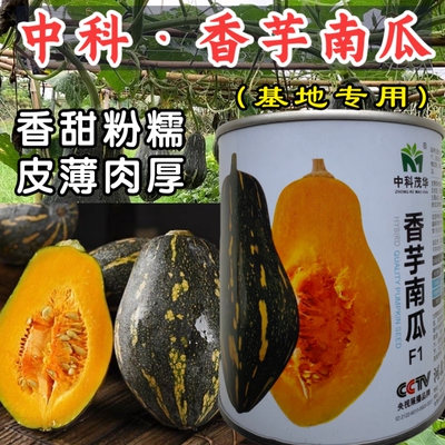 中科香芋南瓜种子粉糯香甜皮薄蜜