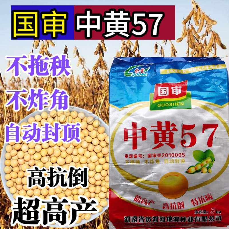 中黄57黄豆种子大豆种子 高产黄豆种籽大粒抗病国产大豆种子基地