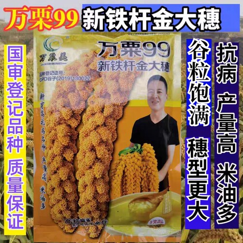 粘糯谷子种子小米种子高产抗倒
