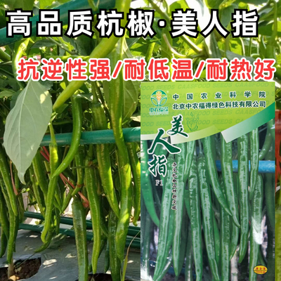 杭椒种子美人指美人椒辣椒种子高产抗病辣味浓线椒农家蔬菜种籽孑