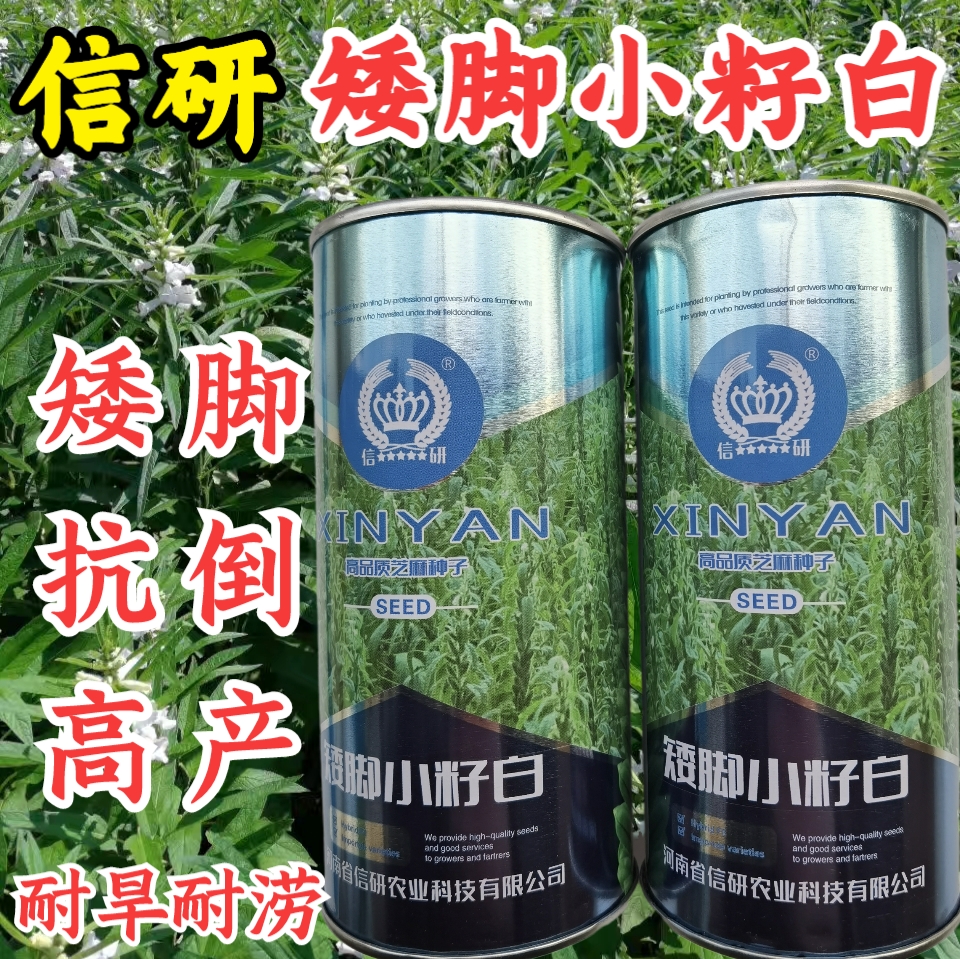 芝麻种子信研高产抗倒图片