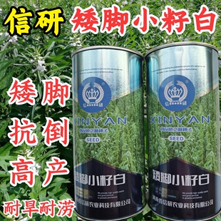 信研矮脚小籽白芝麻种子籽 高产高油霸王鞭黑芝麻白芝麻种子籽孑