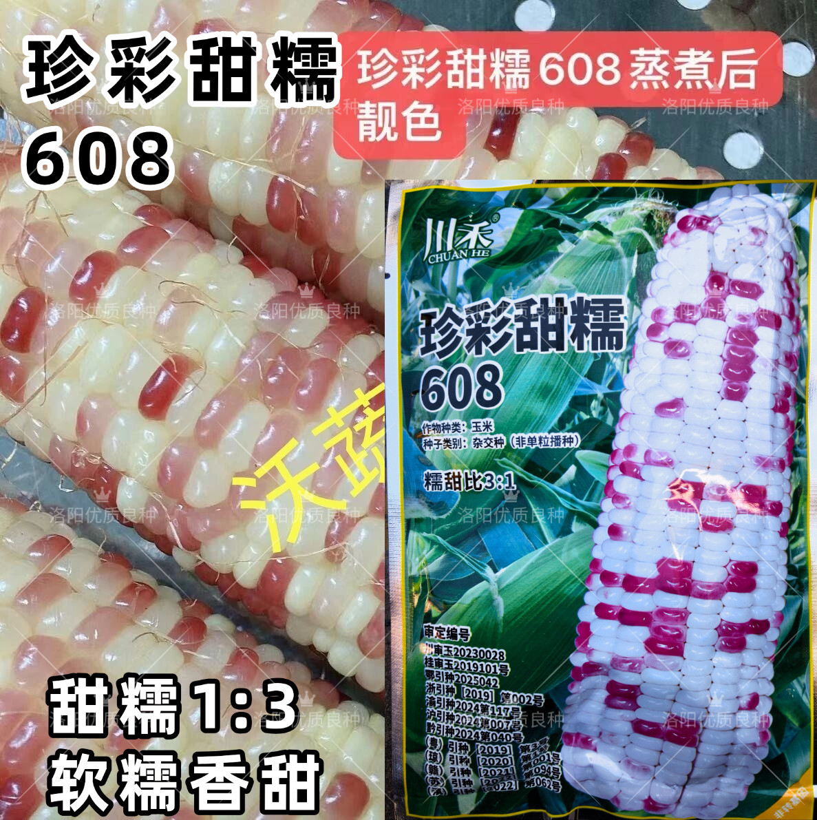 珍彩甜糯608彩甜糯玉米种子早熟大棒粘软糯超甜鲜食彩色玉米种子
