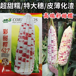彩甜糯627彩糯玉米种子特大穗薄皮软糯香甜彩色玉米苞谷种子籽孑