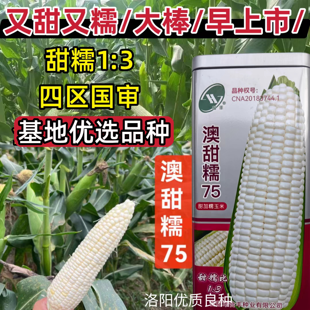 澳甜糯75玉米种子国审早熟大棒甜加糯玉米春夏秋粘玉米种子籽罐装