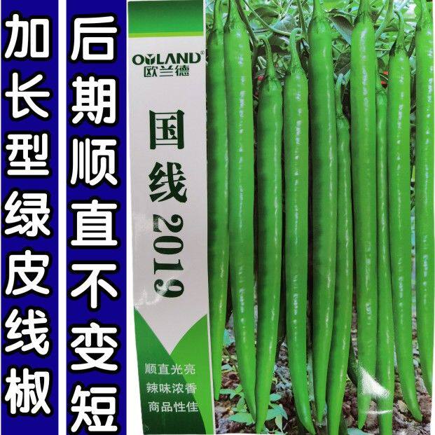 欧兰德加长型翠绿皮条椒线椒高产