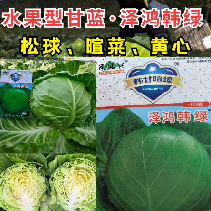 泽鸿韩绿甘蓝种子黄心松软暄菜水果型春秋早熟球形甘蓝包菜种子籽