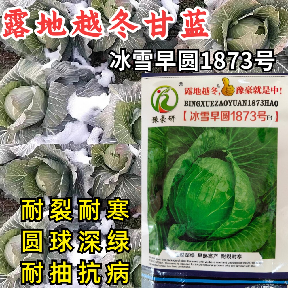 耐寒越冬甘蓝种子冰雪早圆1873号露地绿球耐冻春冬甘蓝包菜种子籽
