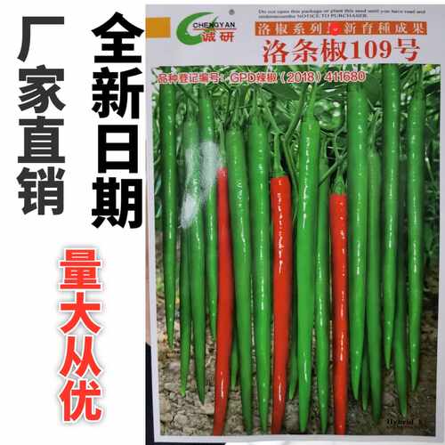 条椒109号辣椒青红两用线椒洛椒