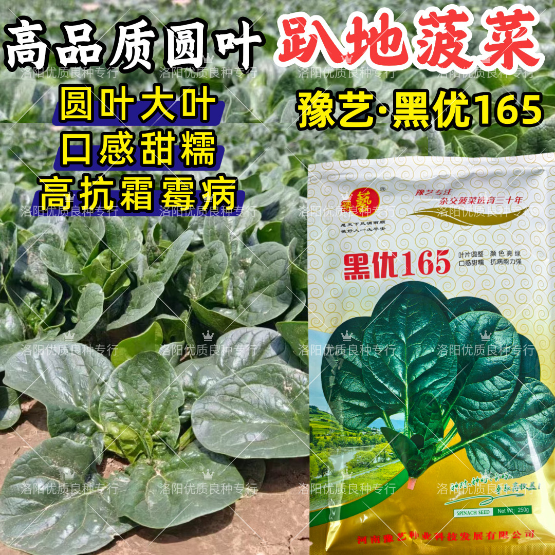 黑优165趴地菠菜种子豫艺塌地圆叶抗霜霉病越冬河南趴地菠菜种子