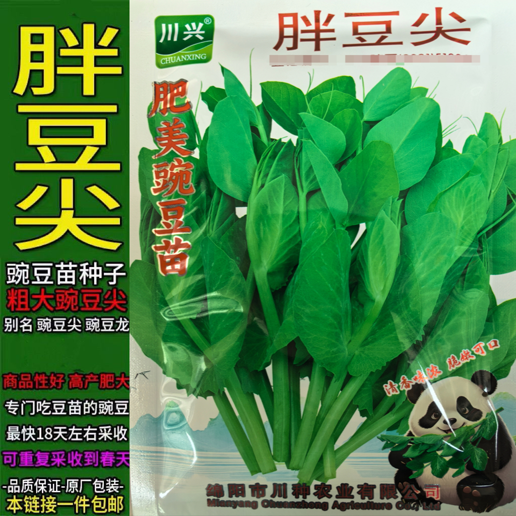胖豆尖豌豆苗种子四川无须肥美豌豆尖芽苗菜种籽水培四季蔬菜籽孑