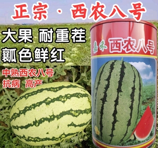 西农八号西瓜种子耐重茬大果抗病花绿皮西农8号西瓜种子籽孑大田