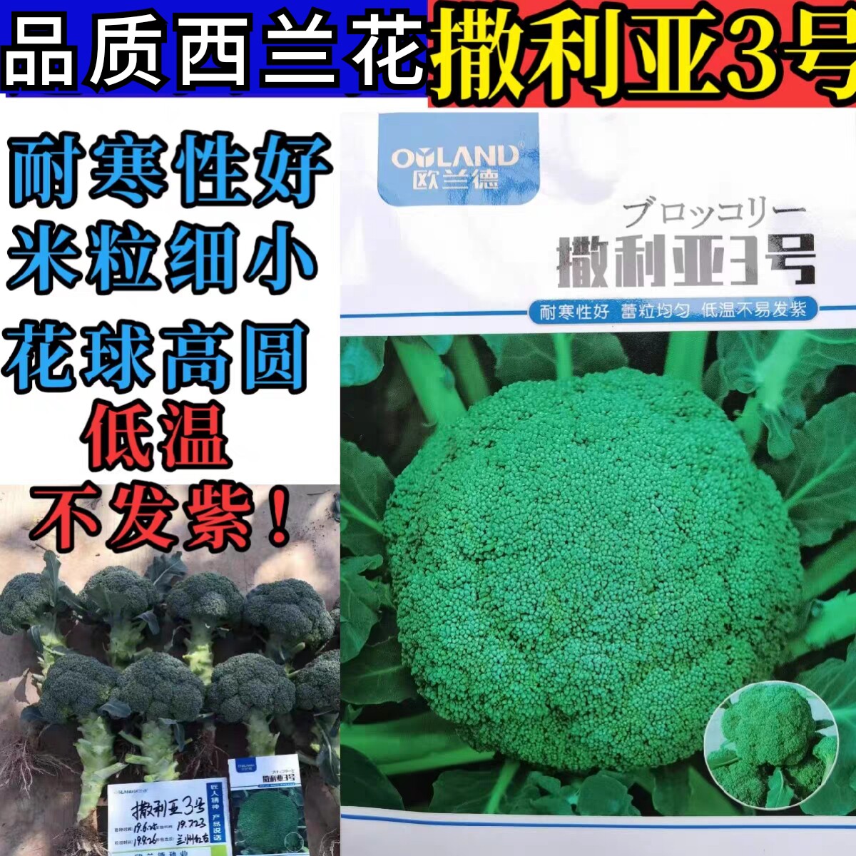 耐寒进口小米粒绿花菜花西兰花