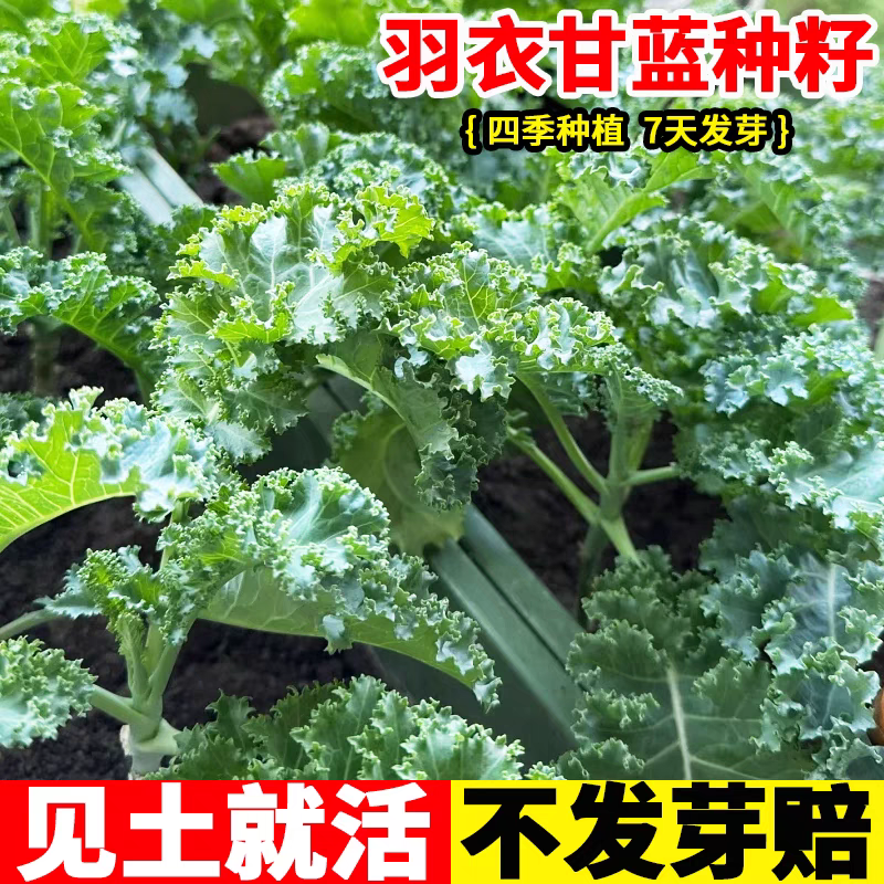 羽衣甘蓝种子籽耐热耐寒四季阳台盆栽蔬菜种籽春秋冬四季蔬菜种孑