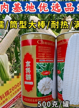 京科糯2000E玉米种子筒型大棒国审耐热春夏秋白甜糯粘玉米种子籽