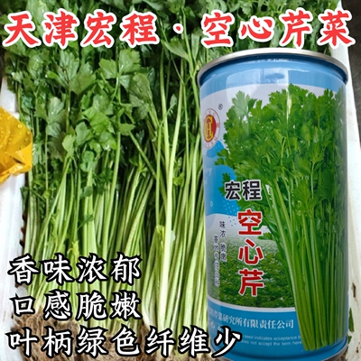 空心芹菜种子天津宏程绿柄耐热纤维少味浓脆嫩空心香芹西芹种子籽