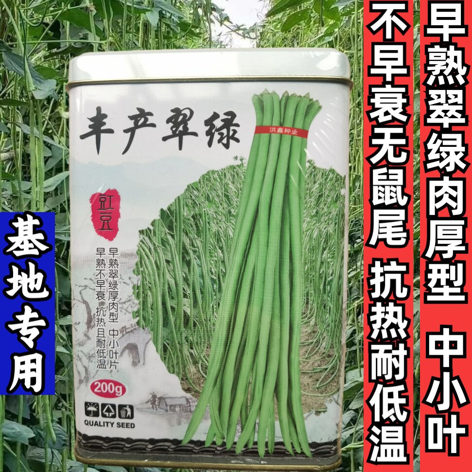 翠绿耐热耐低温肉厚油绿长豆角