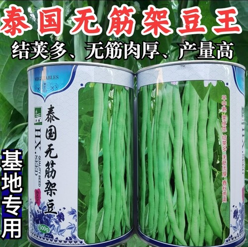 泰国无筋架豆王豆角种子洪鑫