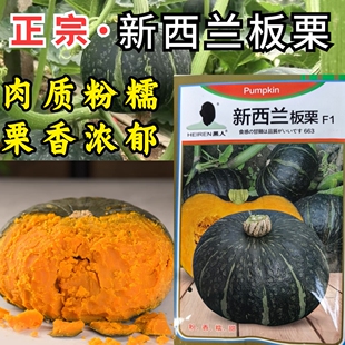 新西蘭板栗南瓜種子粉糯香甜面綠皮大貝貝陽(yáng)臺(tái)盆栽南瓜蔬菜種子籽