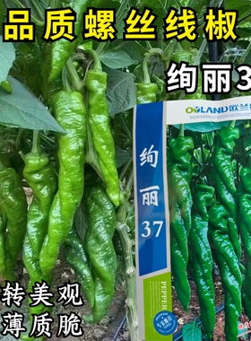 欧兰德绚丽37螺丝椒种子全螺顺直薄皮香辣特大陇椒春秋辣椒种子籽