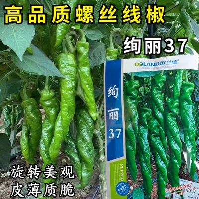 螺丝椒全螺顺直薄皮香辣特大陇椒