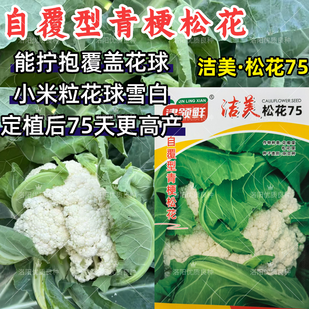 洁美松花75松花菜种子自覆免盖75天青梗小米粒春秋松花菜花种子籽