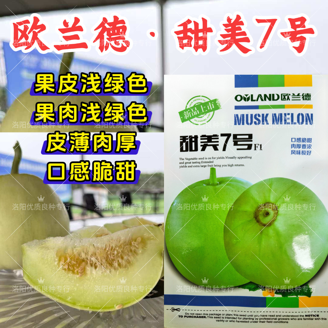美甜7号甜瓜种子超甜薄皮肉厚浅绿皮浅绿肉超日本甜宝香瓜种子籽